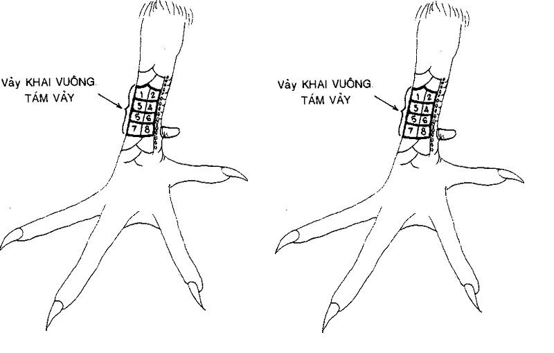 Gà có vảy khai vuông bám bảy thường yếu đuối