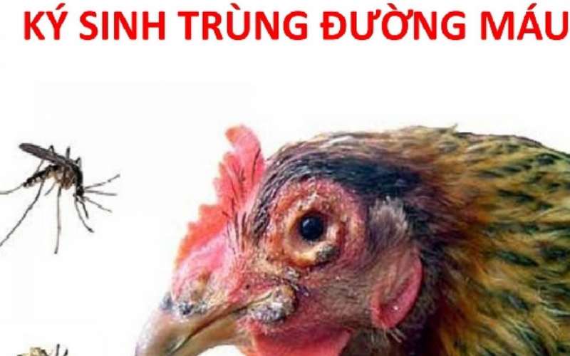 Côn trùng là trung gian truyền bệnh ký sinh trùng đường máu ở gà