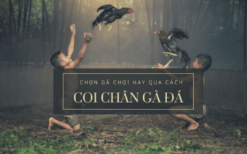 Coi chân gà đá để chọn chiến kê chuẩn