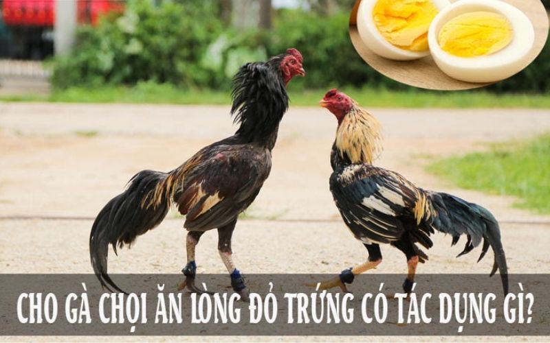 Cho gà chọi ăn lòng đỏ trứng có nhiều tác dụng tốt