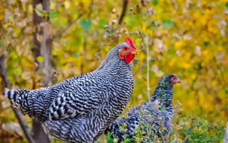 Giống Plymouth Rock là gà gì?