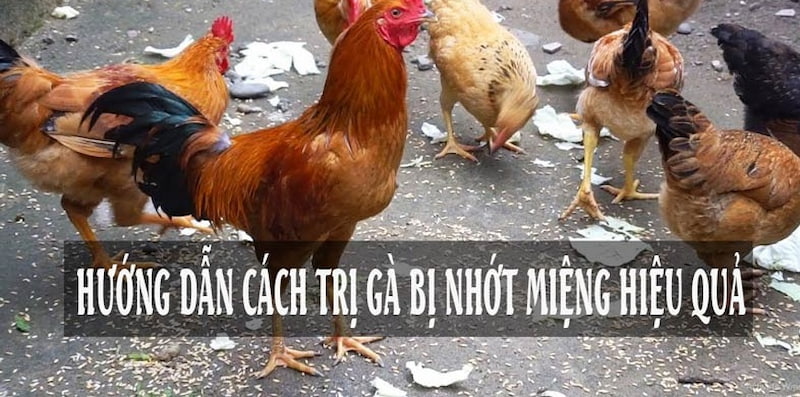 Hướng dẫn những cách trị gà bị nhớt ở miệng một cách cụ thể từng nguyên nhân