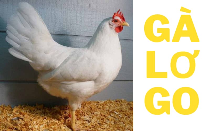 Gà Leghorn, còn được gọi là gà lơ go