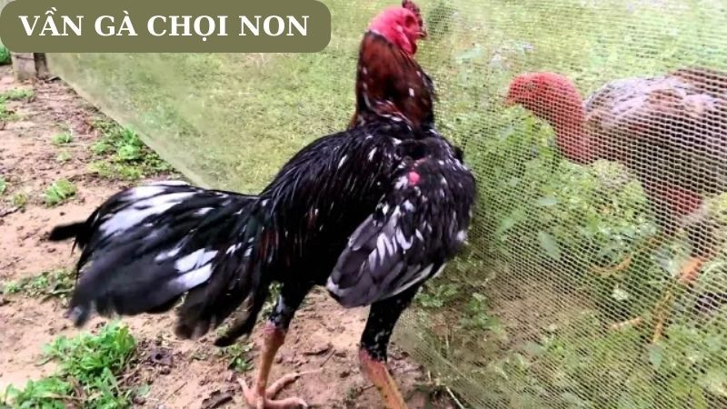 Vần gà chọi non cơ bản gồm 4 kỳ đòn và 3 kỳ hơi