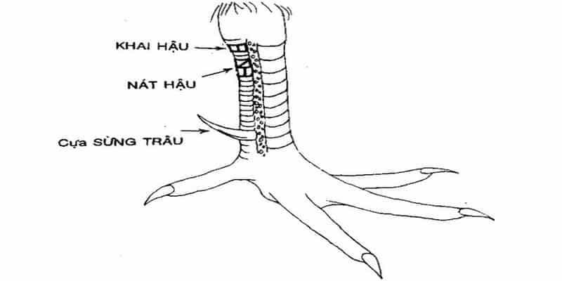 Hình ảnh về vảy gà Khai Hậu chuẩn xác