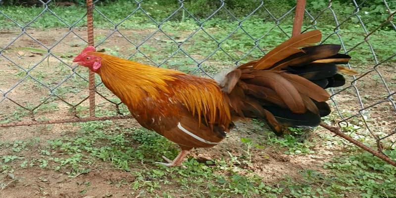 Gà khét với màu lông nâu vàng như bị cháy xém