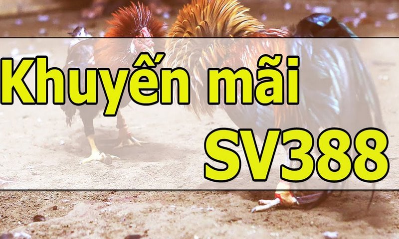 Nhận những khuyến mãi SV388 anh em cần lưu ý nhiều vấn đề 